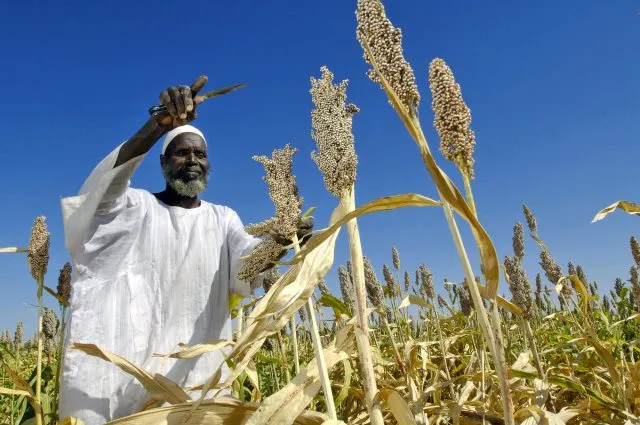 Farmer harvesting sorghum seeds in Sudan