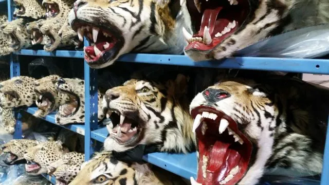 Multiple angry tigers on lined up on shelves