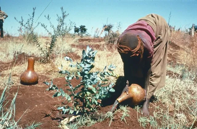 Person watering a plant in barren land