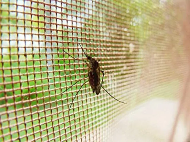 Mosquito climbing a net
