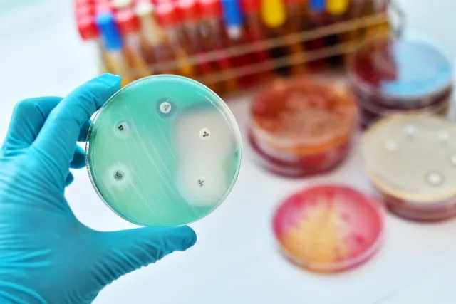 A gloved hand holds a petri dish containing antimicrobial susceptibility testing