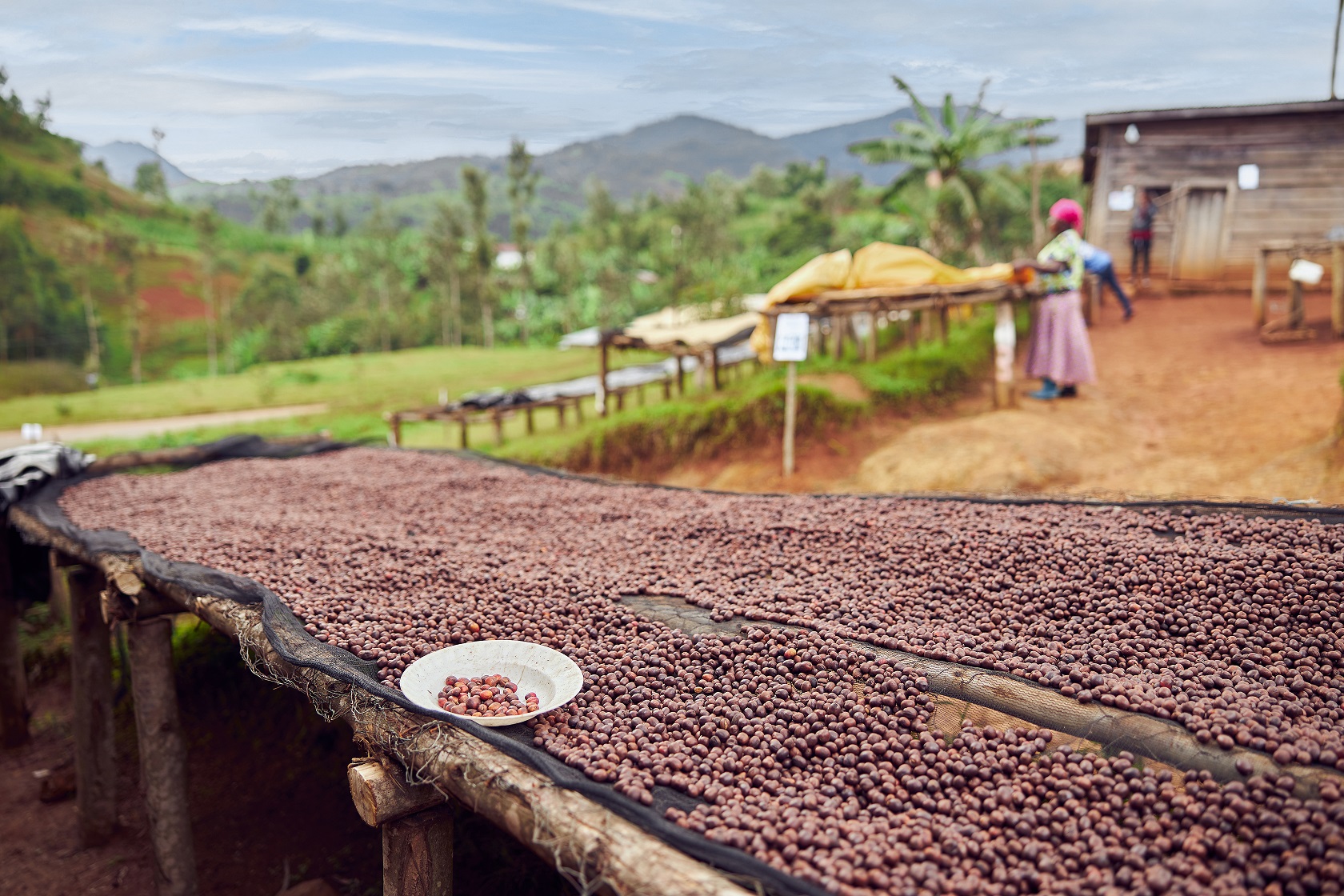 African,Workers,Are,Picking,Out,Fresh,Coffee,Beans,At,Washing